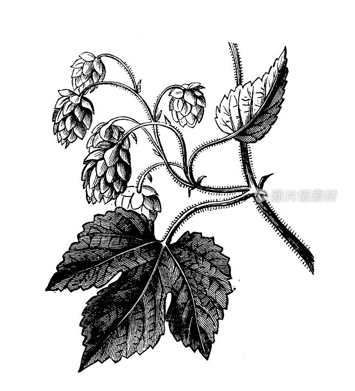 古植物学插图:Humulus lupulus(普通啤酒花)